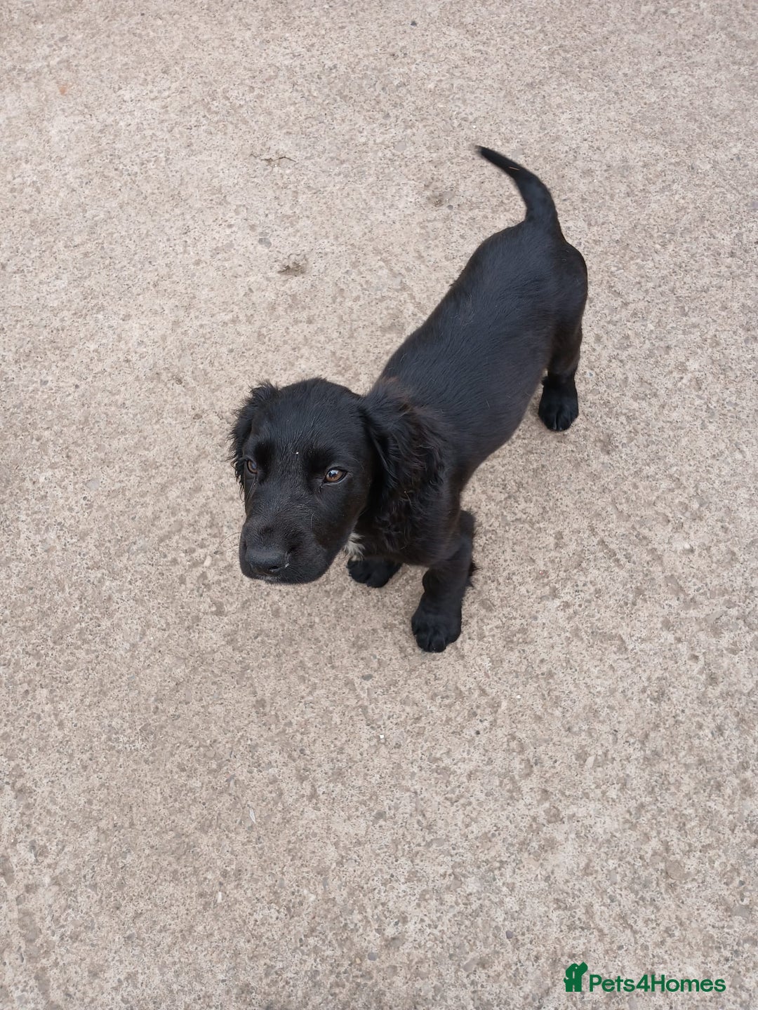 Cocker Spaniel dogs for sale: working type Cocker spaniel puppies available  - Image 6