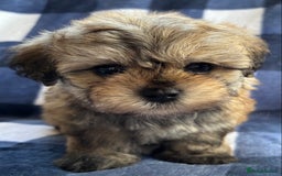 Maltipoo dogs for sale: Stunning Maltipoo Puppies ⭐️ DNA Tested ⭐️ - Image 18