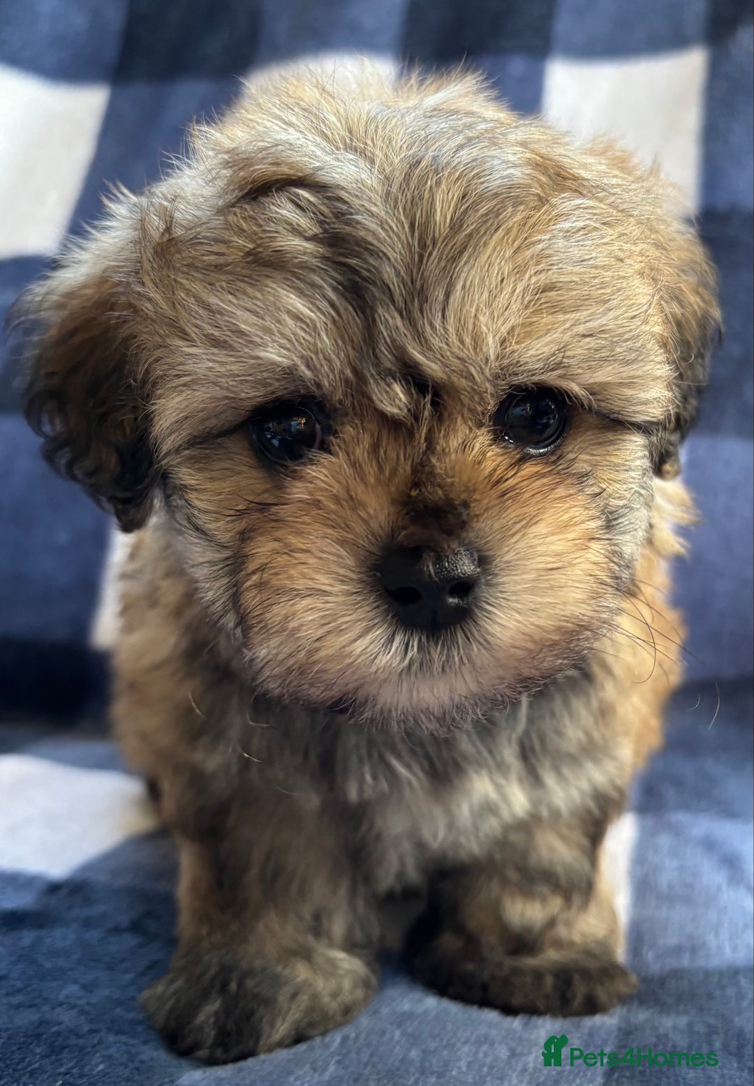 Maltipoo dogs for sale: Stunning Maltipoo Puppies ⭐️ DNA Tested ⭐️ - Image 18