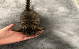 Mixed Breed cats for sale: Mixed kittens 4 males  - Image 10