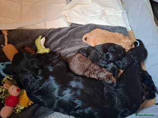Cocker Spaniel dogs KC Registered Working Cocker Spaniel Puppies - Advert 1
