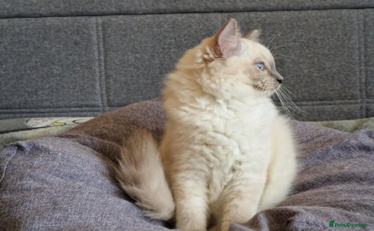 Ragdoll cats - Advert 11