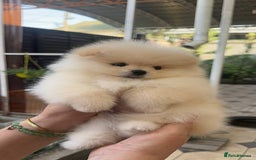 Pomeranian dogs for sale: Pomeranian male and female color light cream - Image 2