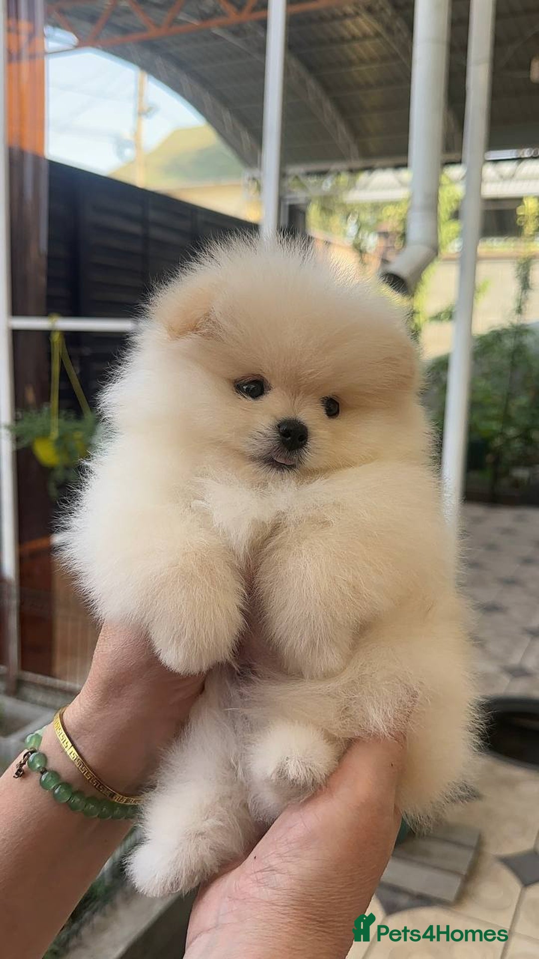 Pomeranian dogs for sale: Pomeranian male and female color light cream - Image 2