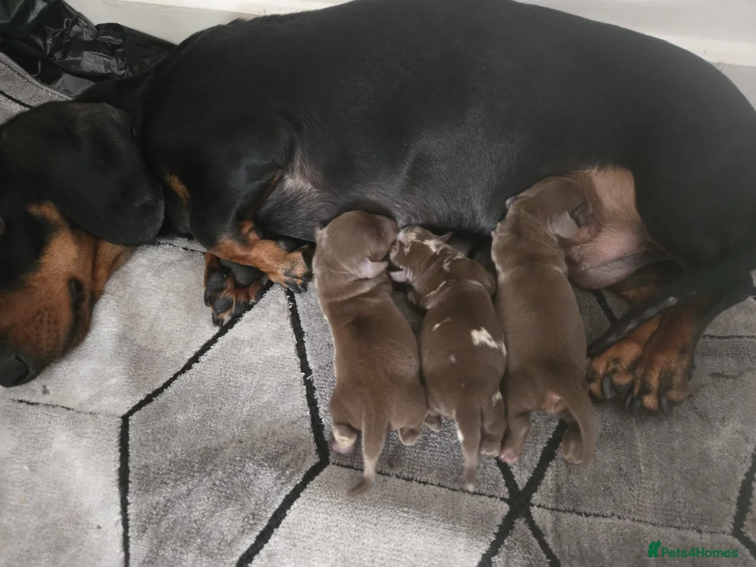 Dachshund dogs for sale: Beautiful dachshund babies  in Barnsley - Advert 2