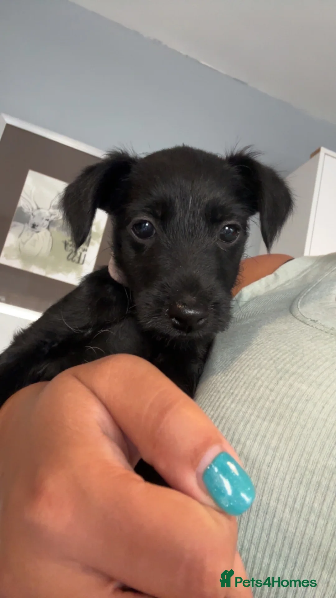 Patterdale Terrier dogs for sale: Small Patter-dale puppies ready now  - Advert 1