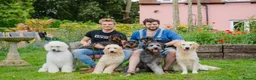 Goldendoodle dogs for sale: F1 Standard Goldendoodle Waiting List  - Advert 4
