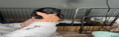 Cockapoo 5