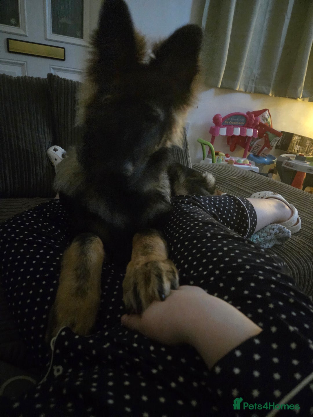 German Shepherd dogs for sale: 5 month german  - Advert 1