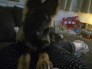 German Shepherd dogs 5 month german - Advert 17