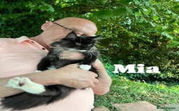 Maine Coon cats for sale: GCCF active / domestic Maine Coon  - Image 7