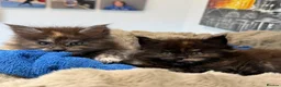 Maine Coon cats for sale: XL MAINE COON KITTENS UNIQUE COLOUR XL BLOODLINE - Advert 2