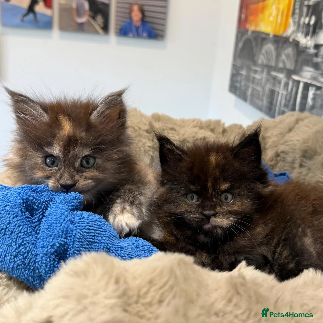 Maine Coon cats for sale: XL MAINE COON KITTENS UNIQUE COLOUR XL BLOODLINE - Advert 2