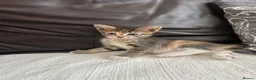 Mixed Breed cats for sale: Beautiful Kittens - Advert 24