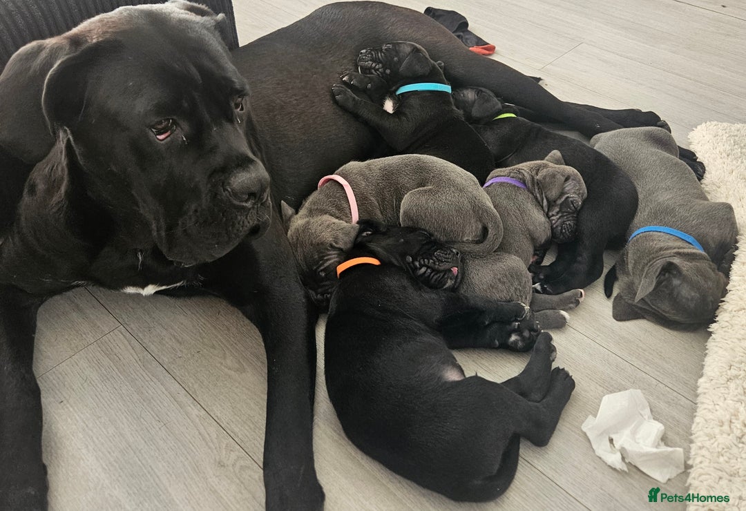 Cane Corso dogs for sale: Cane corsos  in Whitehaven - Image 1