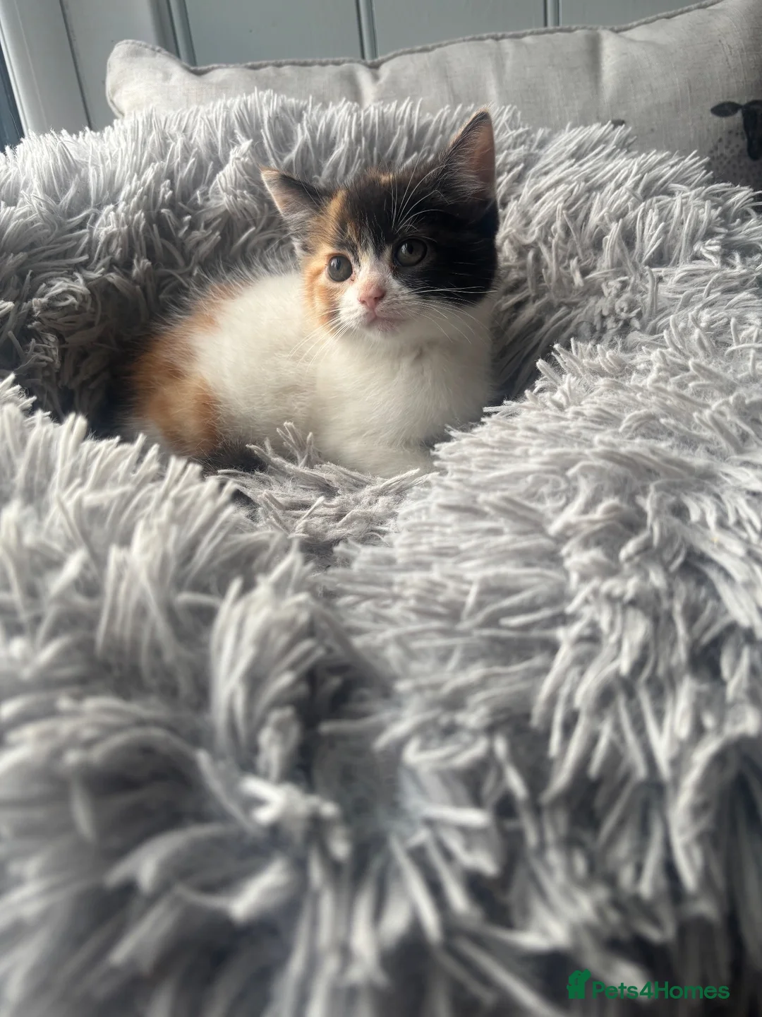 Mixed Breed cats for sale: Persian cross kittens ready Friday  - Advert 2