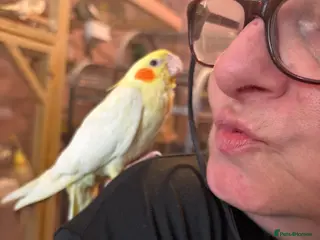 Cockatiels birds Hand reared and tame baby cockatiels - Advert 12