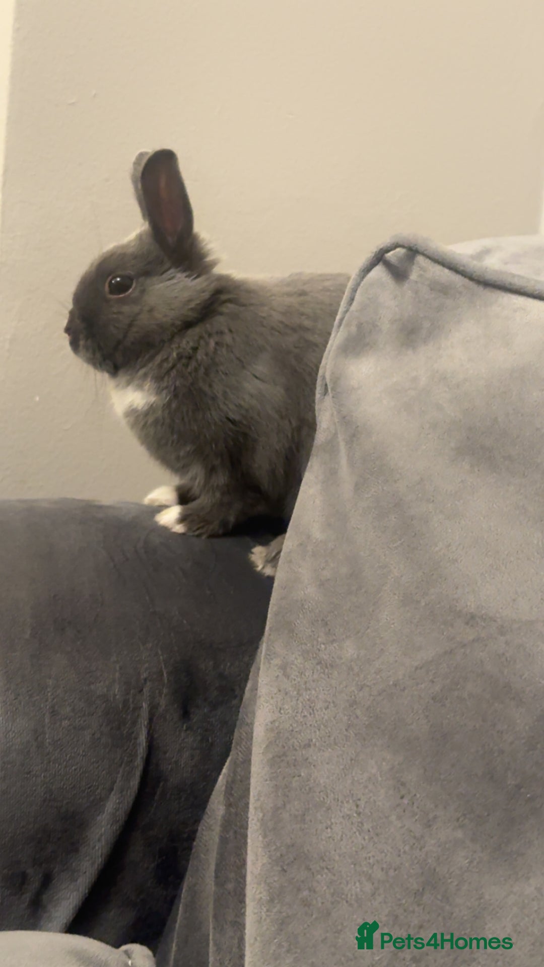 Netherland Dwarf rabbits for sale: Dwarf bunny ready to go now !  - Image 3