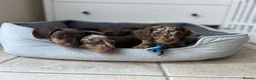 Miniature Dachshund dogs for sale: ONLY 2 LEFT!! KC Miniature Dachshund Puppies - Advert 4