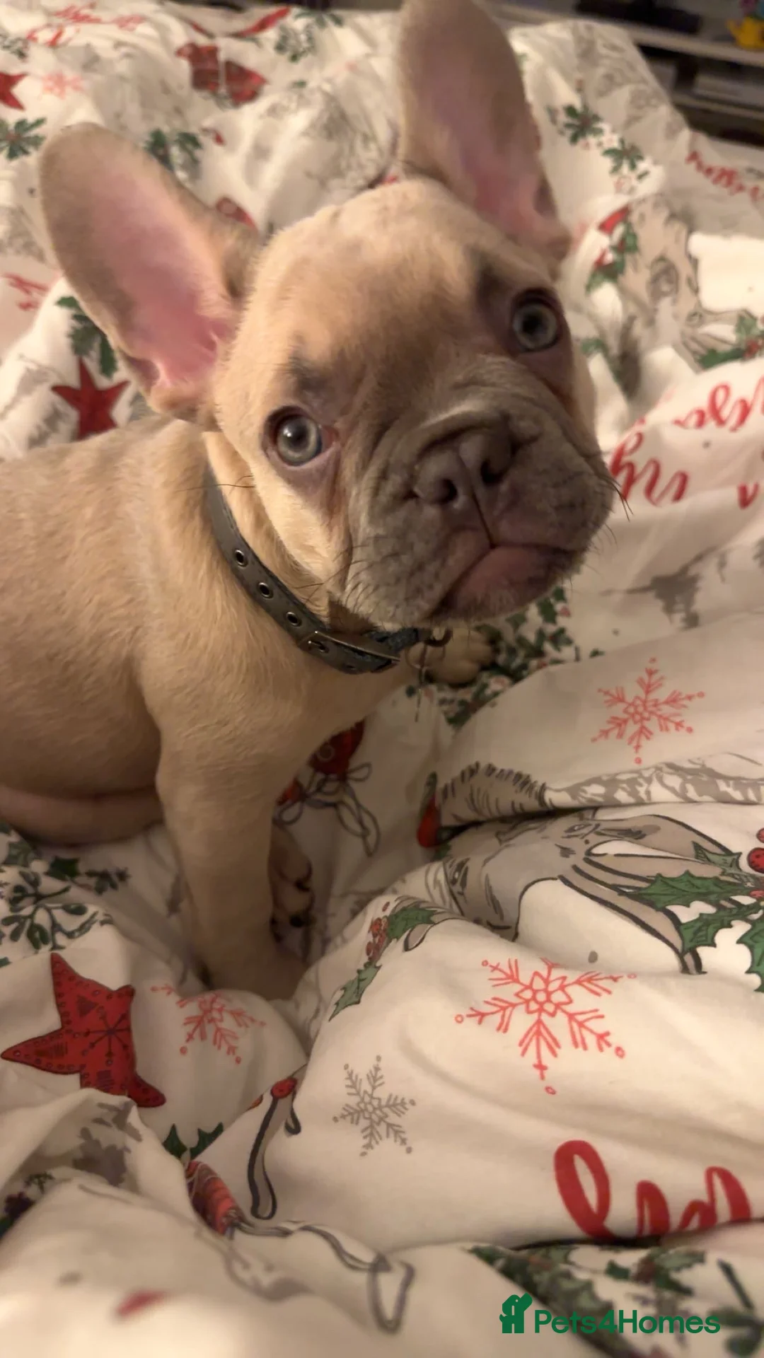 French Bulldog dogs for sale: Forever home for male frenchie  - Advert 4
