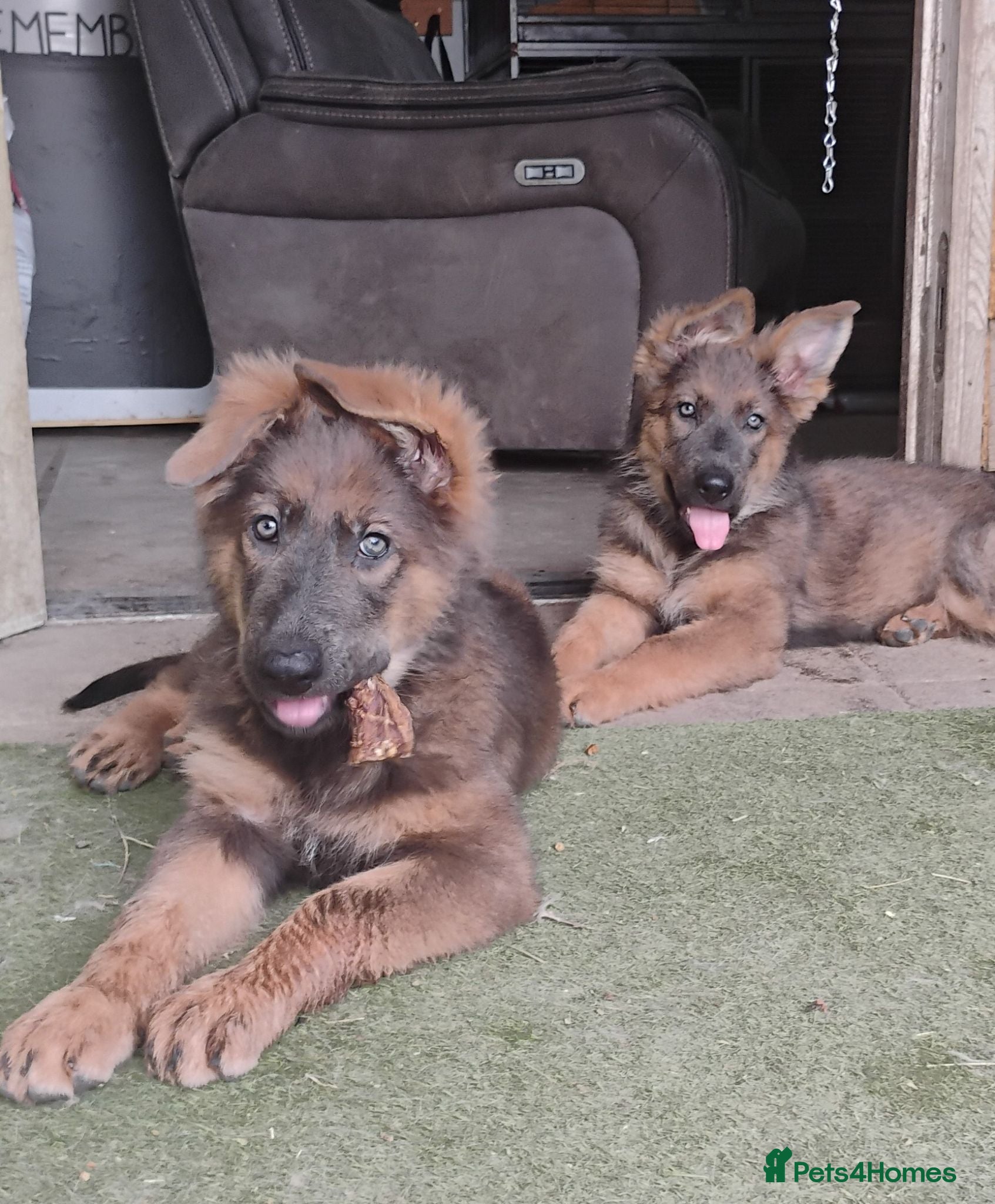 German Shepherd dogs German shepherd bitch pups - Advert 2