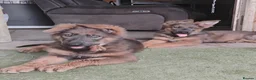 German Shepherd dogs for sale: German shepherd bitch pups - Advert 2