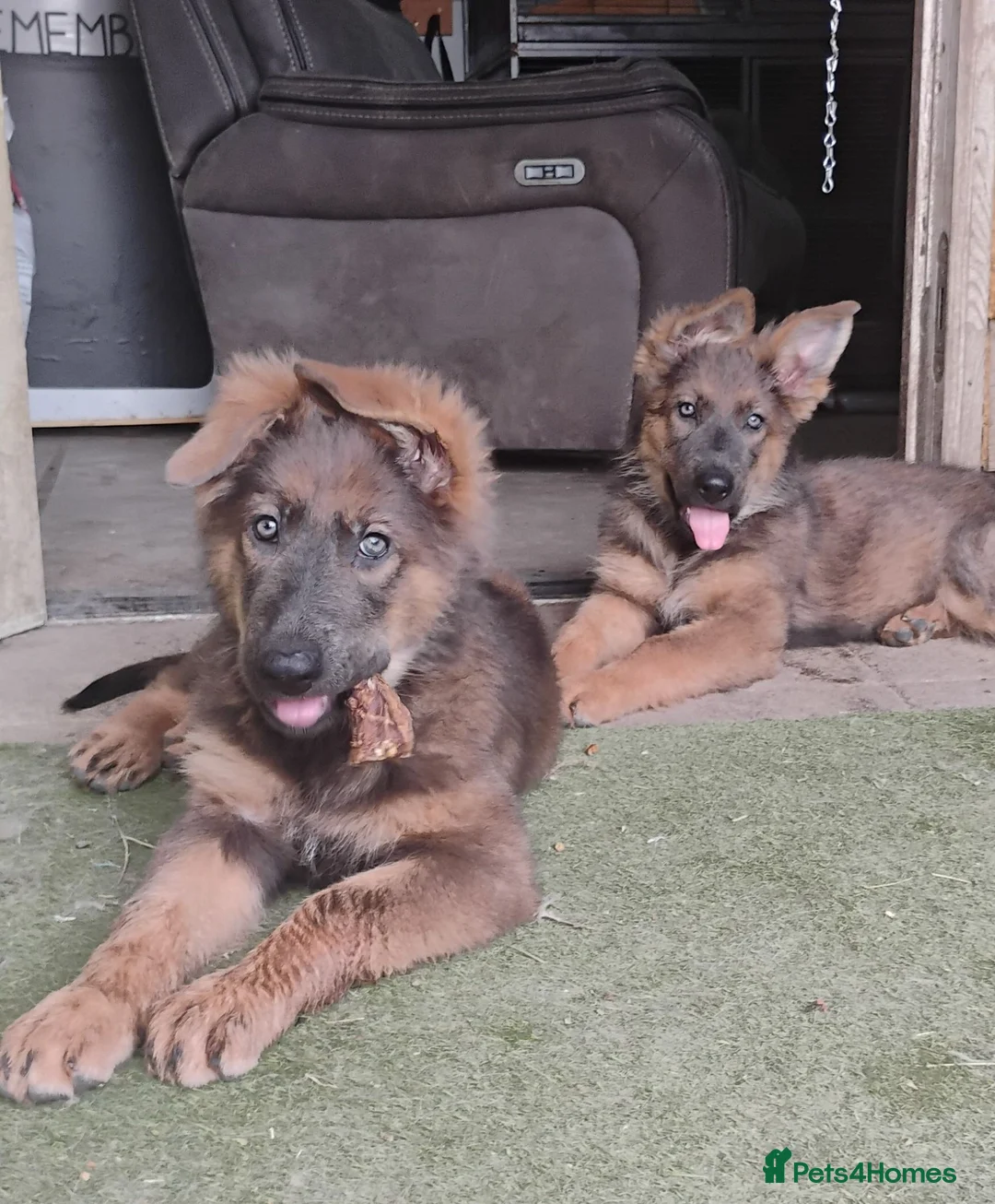 German Shepherd dogs for sale: German shepherd bitch pups - Advert 2