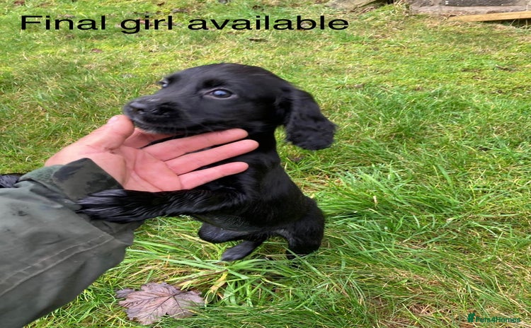 Cocker Spaniel dogs KC reg. Cocker spaniel puppies - Advert 11