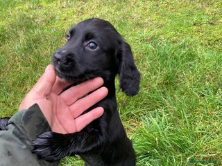 Cocker Spaniel dogs KC reg. Cocker spaniel puppies - Advert 8