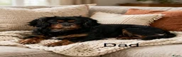 Cavalier King Charles Spaniel dogs for sale: * KC Reg Health Tested Puppies *  - Advert 10