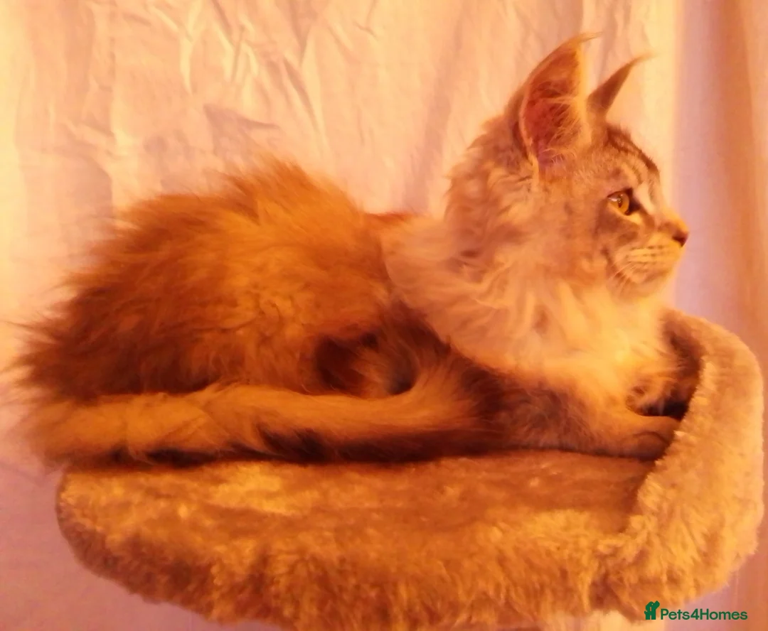 Maine Coon cats for sale: POLYDACTYL large TICA boy - collect S.WALES/SURREY - Advert 25