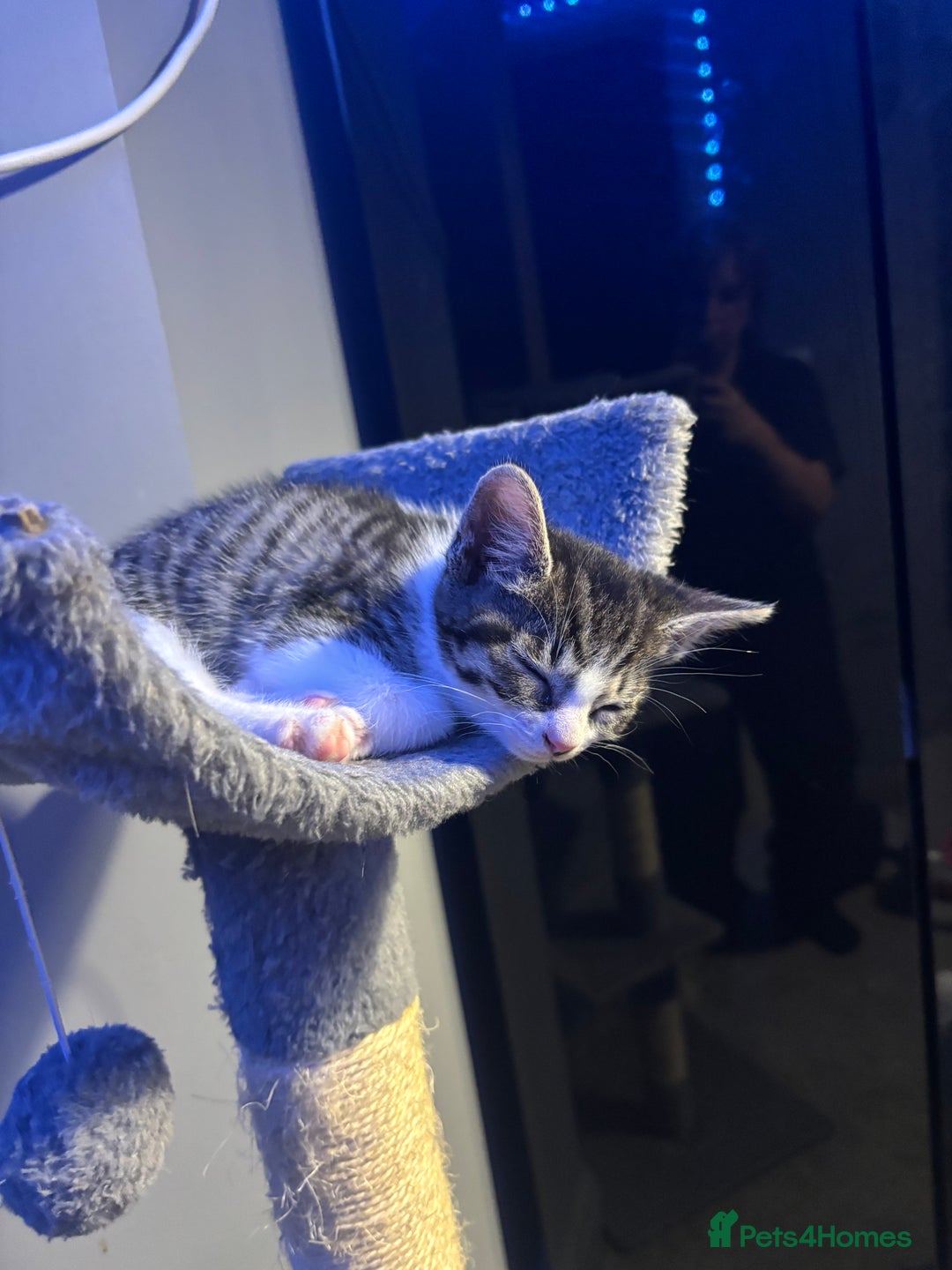 British Shorthair cats for sale: 7 kittens  - Image 2