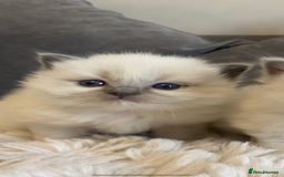 Ragdoll cats for sale: Ragdoll kittens😻 only 1 kitten left 😻ready now  - Image 18