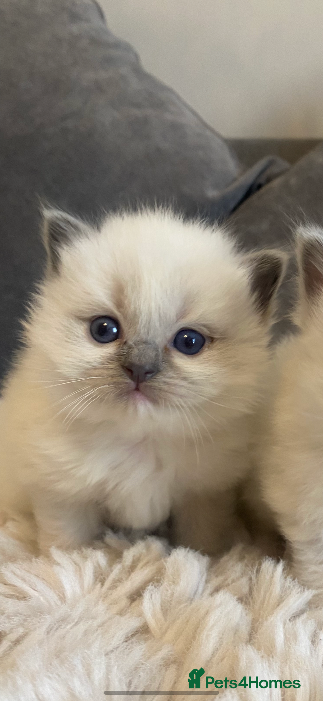 Ragdoll cats for sale: Ragdoll kittens😻 only 1 kitten left 😻ready now  - Image 18