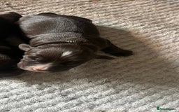 Cocker Spaniel dogs for sale: KC FTCH working cocker spaniel puppy’s  - Image 16
