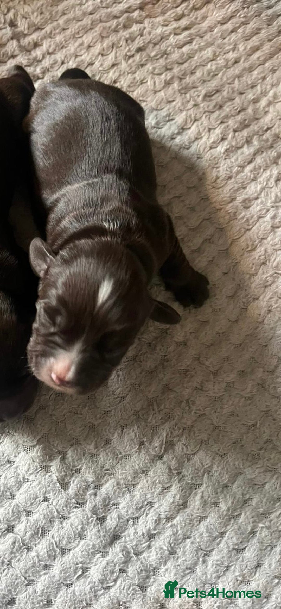 Cocker Spaniel dogs for sale: KC FTCH working cocker spaniel puppy’s  - Image 16