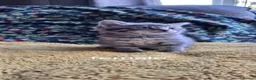 Mixed Breed cats for sale: Mixed bread kittens  - Advert 4