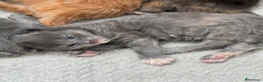 Maine Coon Kitten 6