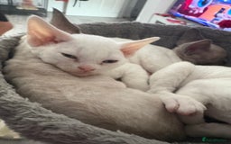 Devon Rex cats for sale: ❤️2 male Devon rex available 😻 - Image 27
