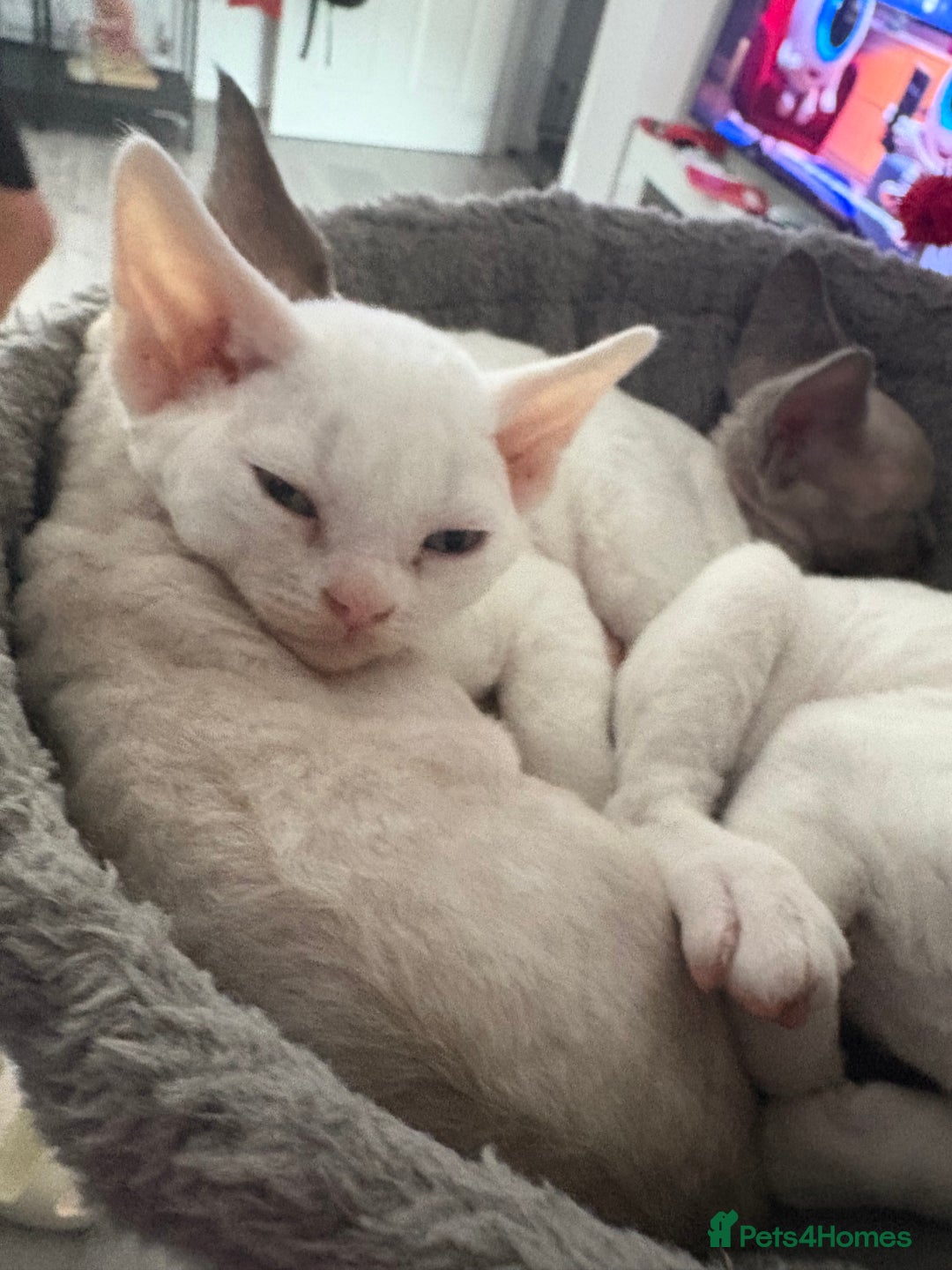 Devon Rex cats for sale: ❤️2 male Devon rex available 😻 - Image 27