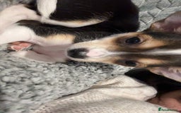 Chihuahua dogs for sale: sweet 9 week old male chihuahua  - Image 3