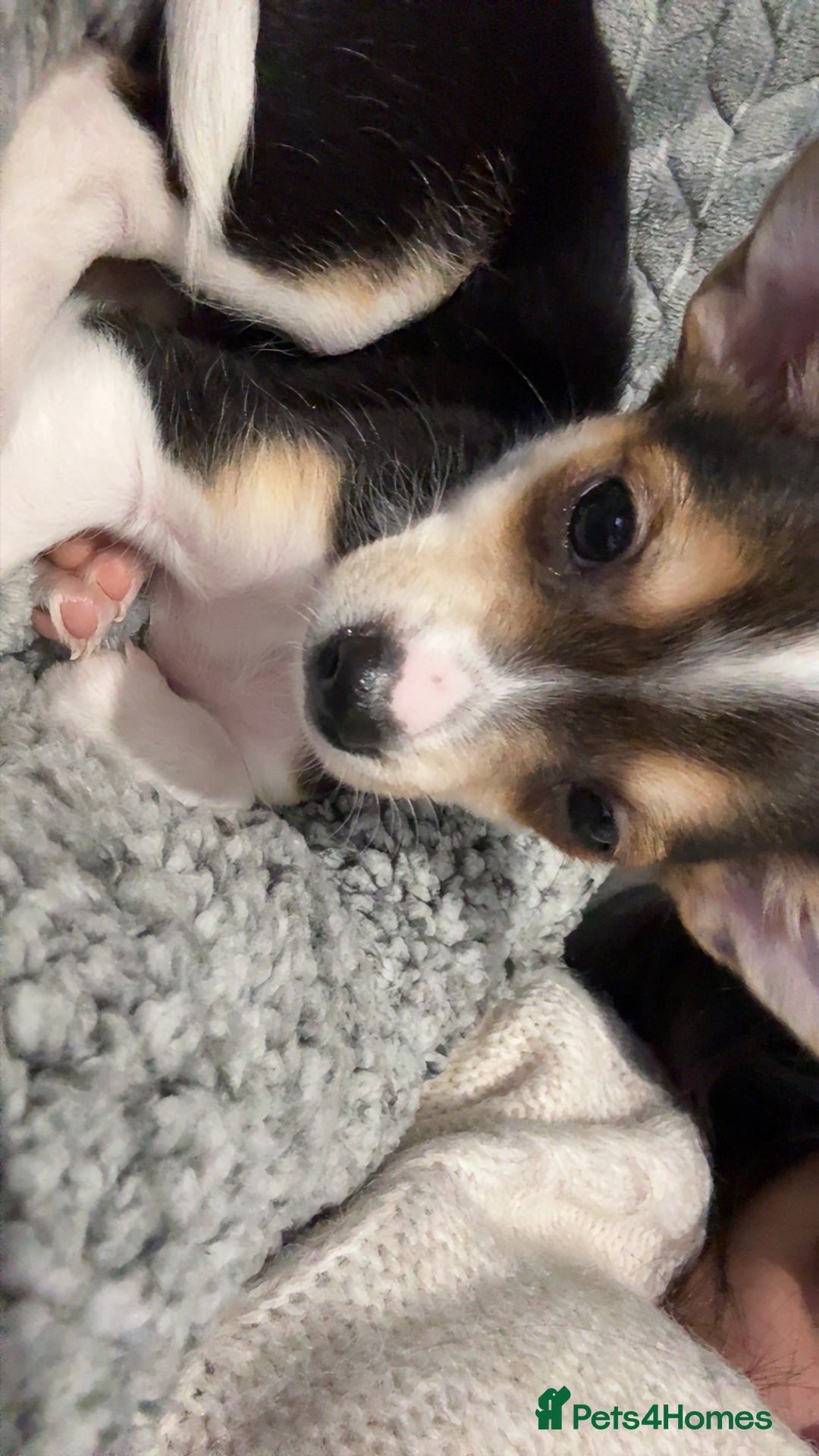 Chihuahua dogs for sale: sweet 9 week old male chihuahua  - Image 3