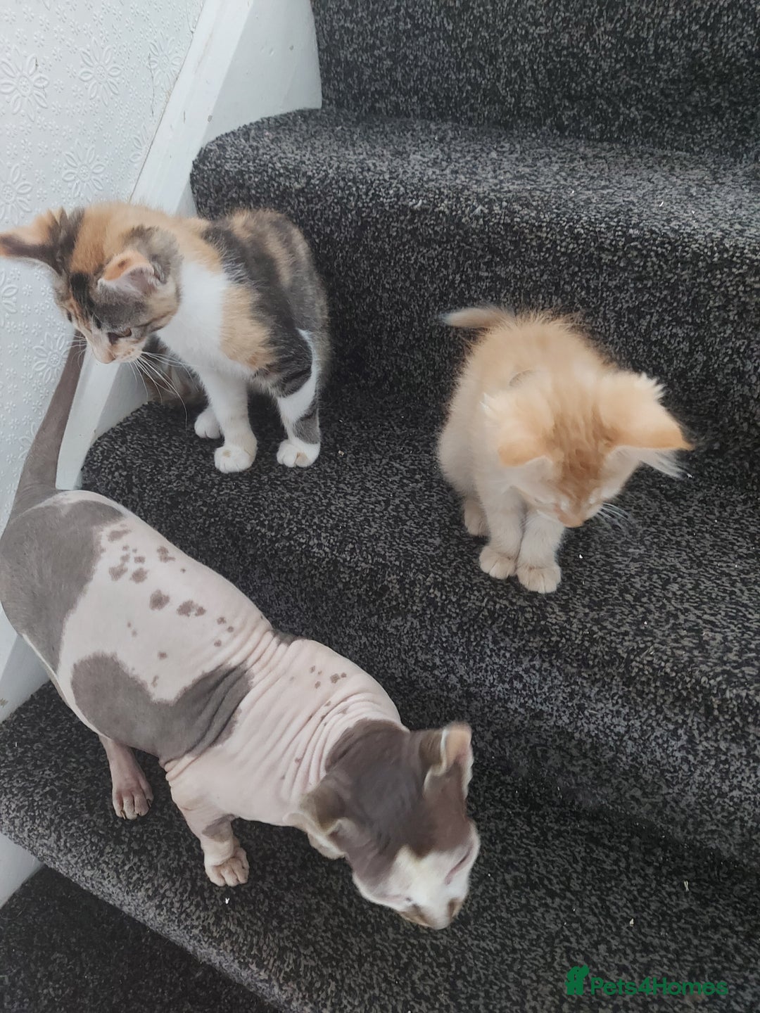 Maine Coon cats for sale: Maine coon x sphynx kittens - Image 21