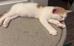 Mixed Breed cats for sale: Kittens for sale  - Image 2