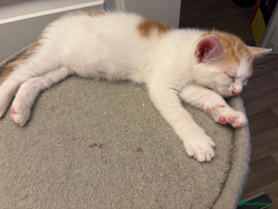 Mixed Breed cats for sale: Kittens for sale  - Image 2