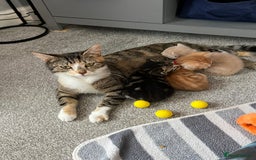 Mixed Breed cats for sale: Boy litter  - Image 1