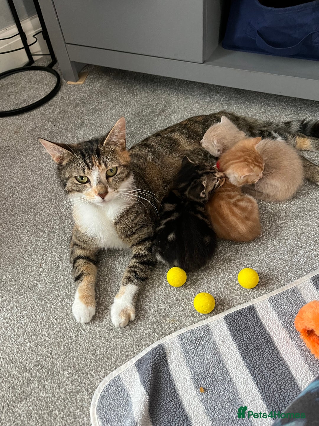Mixed Breed cats for sale: Boy litter  - Image 1
