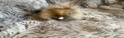 Lionhead rabbits for sale: 4 beautiful baby rabbits ready for there new homes - Advert 4