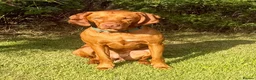 Hungarian Vizsla dogs for sale: Hungarian vizlas in Rossendale - Advert 1