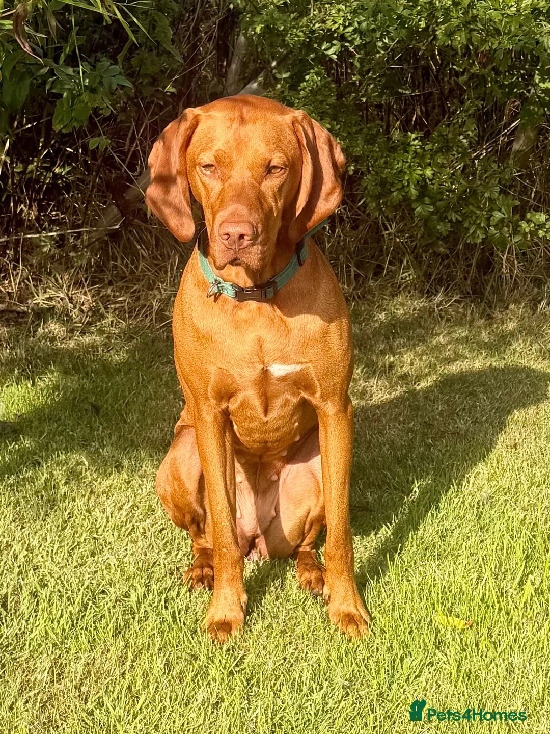 Hungarian Vizsla dogs for sale: Hungarian vizlas in Rossendale - Advert 1